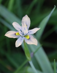 (c) Tony Rebelo, some rights reserved (CC BY-SA) Moraea vegeta, photograph (c) Tony Rebelo, some rights reserved (CC BY-SA)