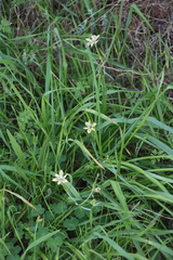 (c) Tony Rebelo, some rights reserved (CC BY-SA) Moraea vegeta, photograph (c) Tony Rebelo, some rights reserved (CC BY-SA)