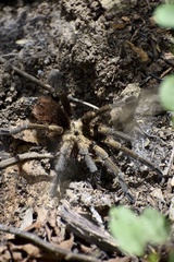 Phormictopus auratus