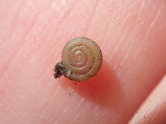 Helicodiscus parallelus