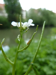 Anthocharis cardamines
