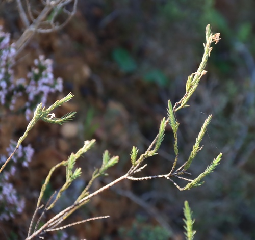 Struthiola dodecandra, photograph 5