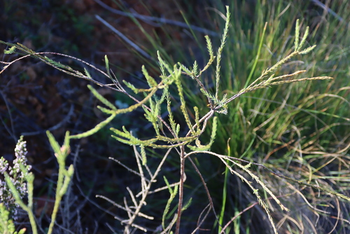 Struthiola dodecandra, photograph 6
