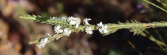 Struthiola dodecandra, photograph (c) Tony Rebelo, some rights reserved (CC BY-SA)