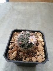 Mammillaria gilensis