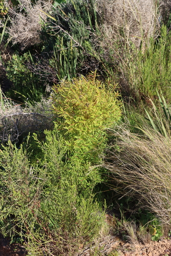 Hypericum canariense, photograph 1