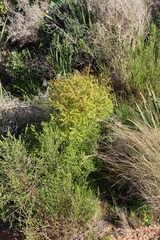 Hypericum canariense, photograph (c) Tony Rebelo, some rights reserved (CC BY-SA)