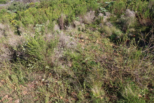 Struthiola dodecandra, photograph 3