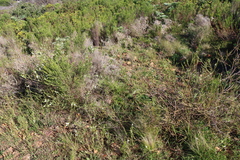 Struthiola dodecandra, photograph (c) Tony Rebelo, some rights reserved (CC BY-SA)