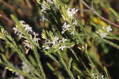 Struthiola dodecandra, photograph (c) Tony Rebelo, some rights reserved (CC BY-SA)