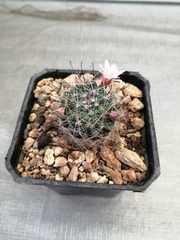 Mammillaria gilensis