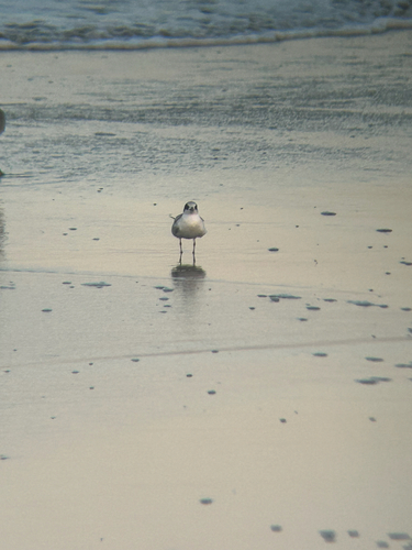 iNaturalist observation photo of Forster's Tern