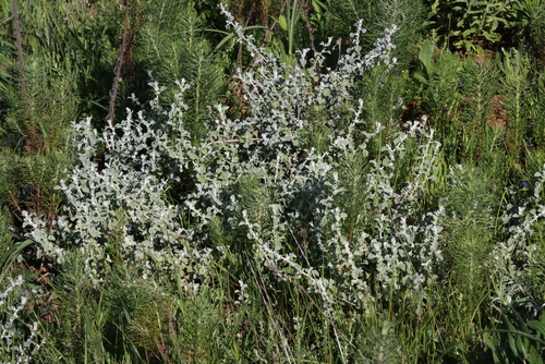 Helichrysum patulum, photograph 3