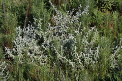 Helichrysum patulum, photograph (c) Tony Rebelo, some rights reserved (CC BY-SA)