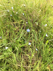 Nemophila menziesii menziesii