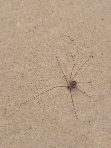 Short-bodied Cellar Spider