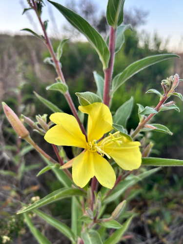 iNaturalist observation photo of tall evening primrose