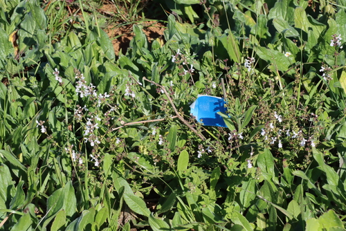 Stachys aethiopica, photograph 3