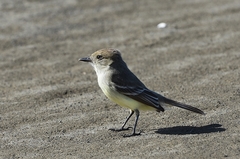 Myiarchus magnirostris