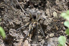 Phormictopus auratus