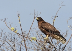 Buteo galapagoensis
