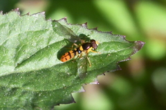 Sphaerophoria pyrrhina