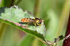 Sphaerophoria pyrrhina