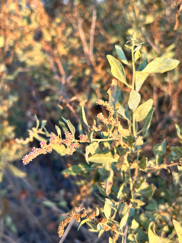 iNaturalist observation photo of big saltbush