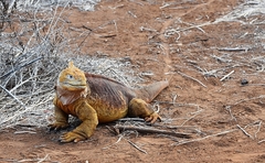 Common Land Iguana photo 4