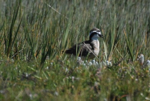 iNaturalist image