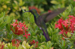 Anthracothorax aurulentus