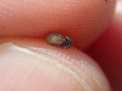 Helicodiscus parallelus