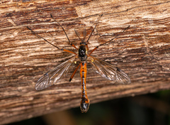 Tanyptera atrata