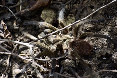 Phormictopus auratus