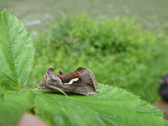 Macdunnoughia confusa