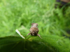 Macdunnoughia confusa