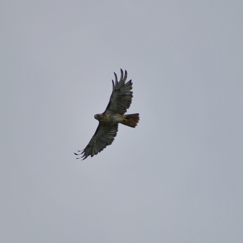 Red-tailed Hawk