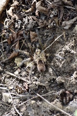 Phormictopus auratus