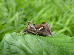 Macdunnoughia confusa