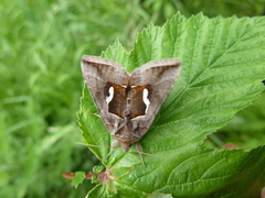 Macdunnoughia confusa