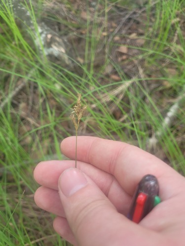 Carex praecox, photograph 3