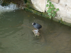 Fulica atra