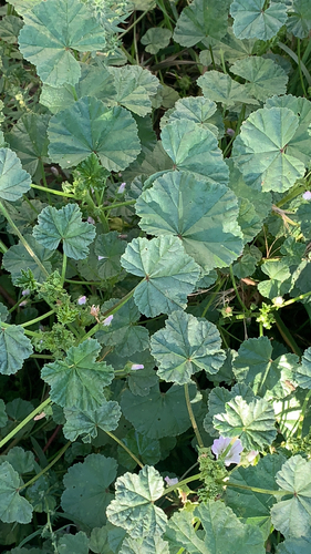 dwarf mallow