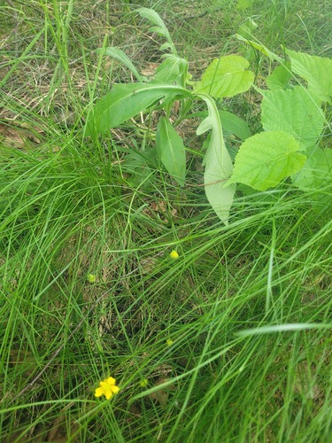 Ranunculus auricomus