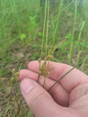Luzula pallescens