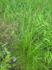 Festuca rubra, photograph (c) Dmitriy Bochkov, some rights reserved (CC BY)
