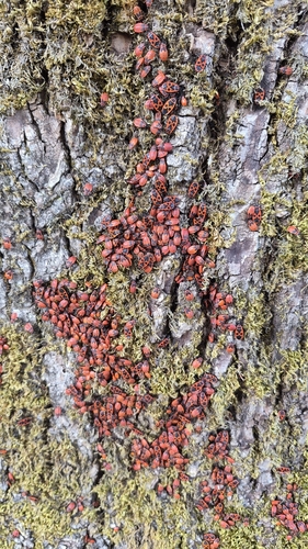 European Firebug