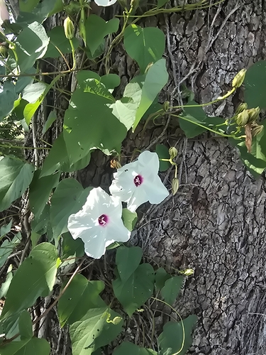 wild potato vine