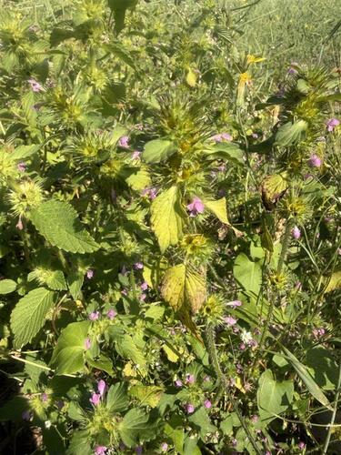 Bifid Hemp-nettle