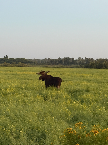 Moose